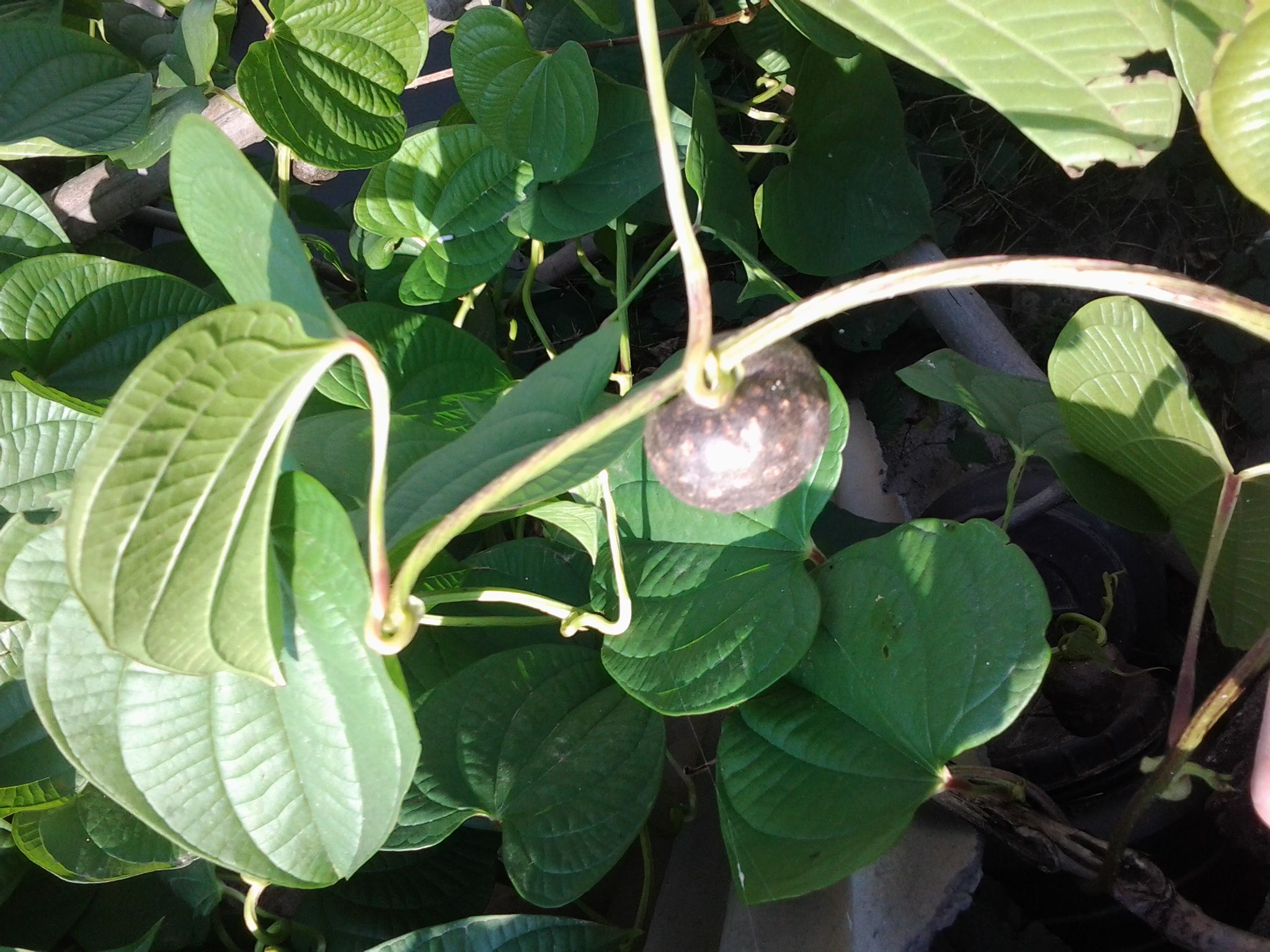 藥用植物山藥紅斑病