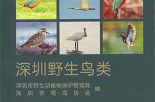 深圳野生鳥類