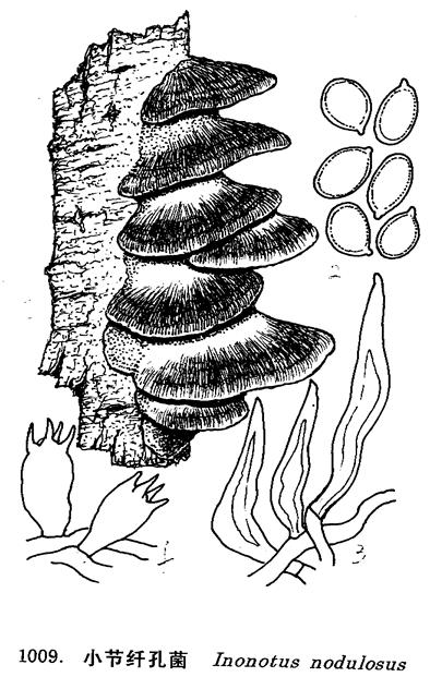 小節纖孔菌