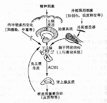 刺激反應