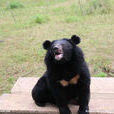 亞洲黑熊