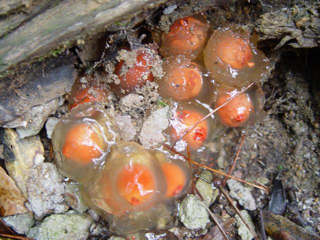 淺橙黃鵝膏菌