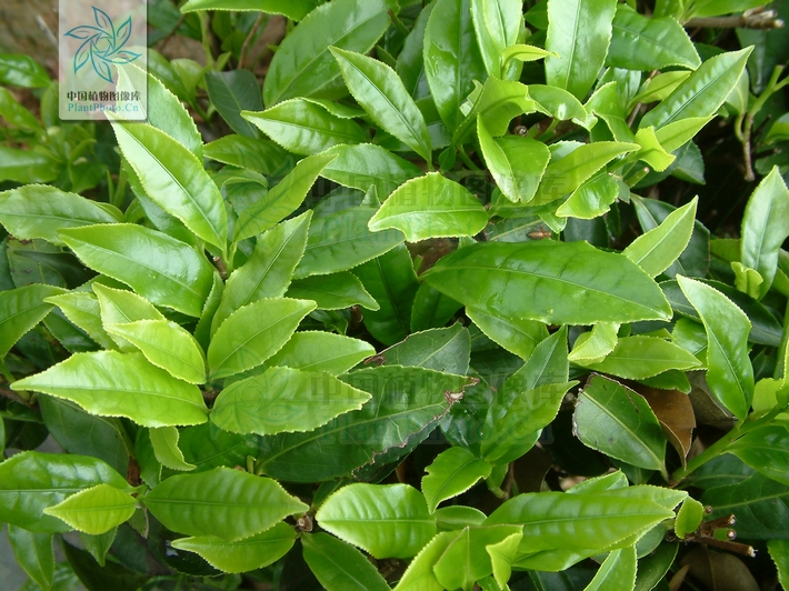 茶樹家系-雲南桃葉紅