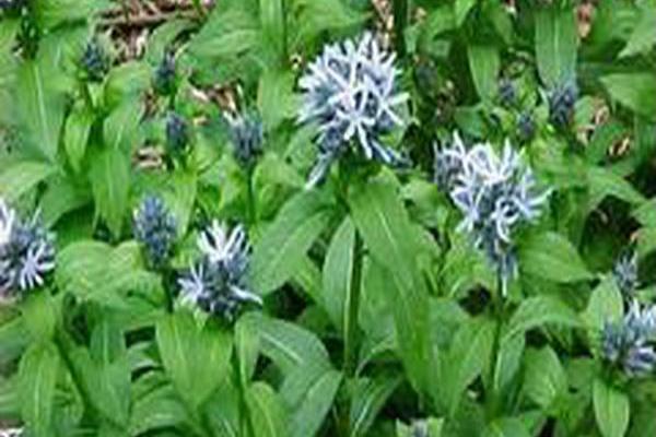 Amsonia tabernaemontana \x27Montana\x27