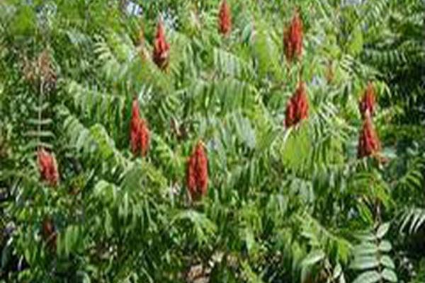 Rhus typhina