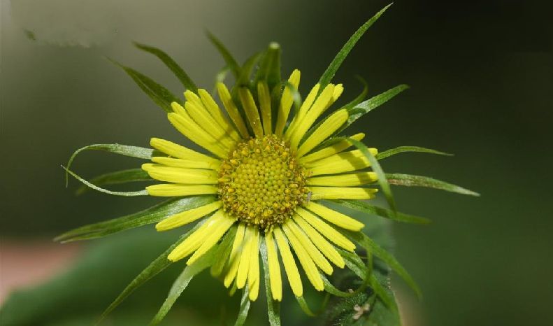 狹舌多榔菊