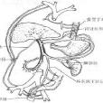 門體側支循環