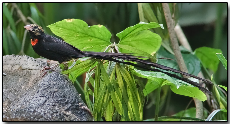 樂園維達鳥1