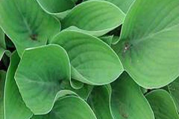 Hosta (Tardiana Group) \x27Hadspen Hawk\x27