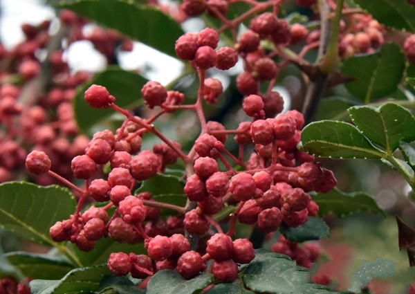 麥積花椒