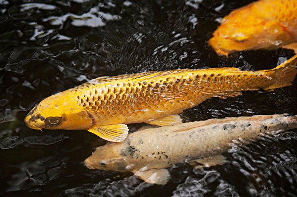 長崎魚銜