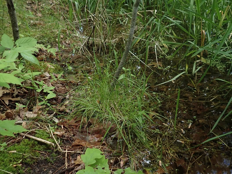 褐穗苔草