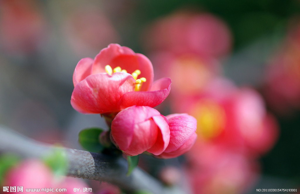 寶雞市市花