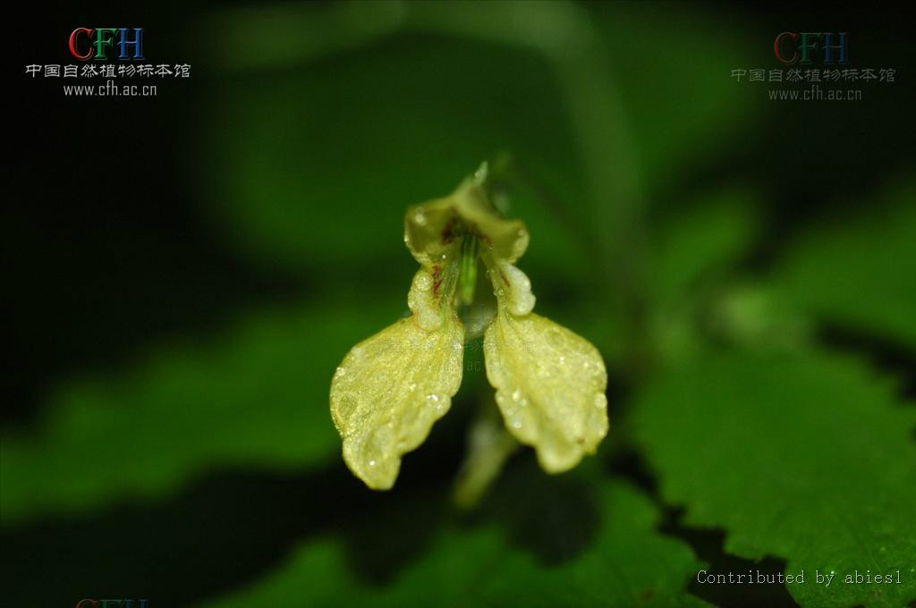 脆弱鳳仙花