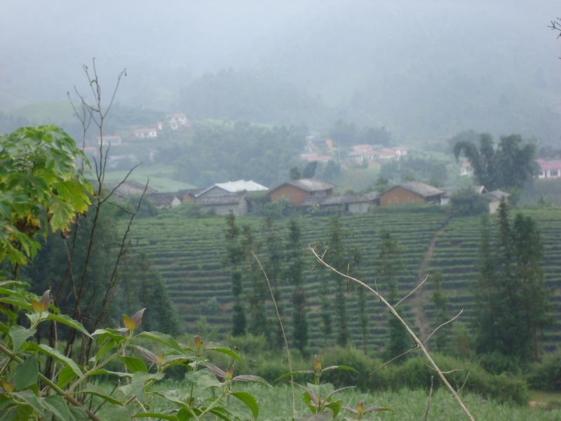 龍門茶廠自然村