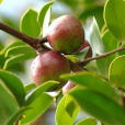 油茶秀山群體