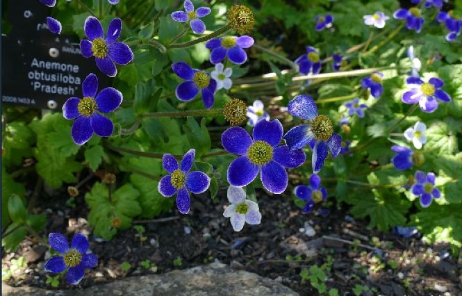 鈍裂銀蓮花