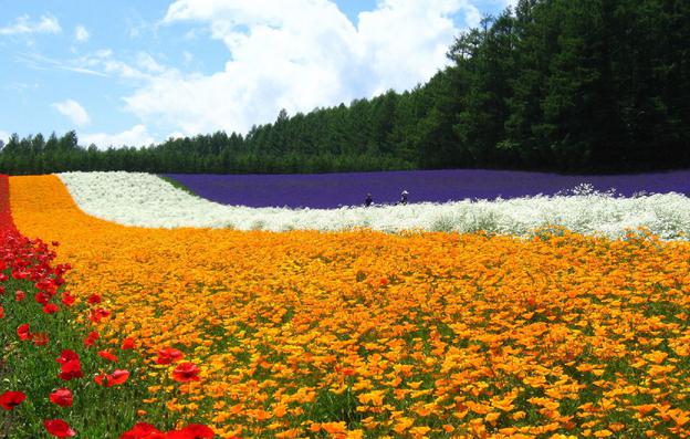 人間花海