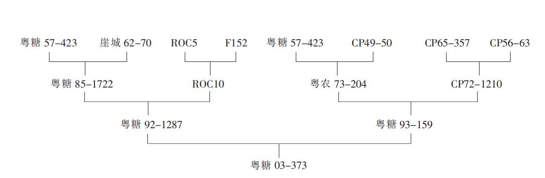 粵糖03373