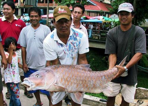 大鱗結魚