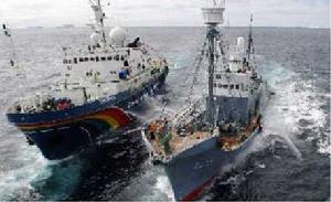 綠色和平組織與捕鯨船對峙