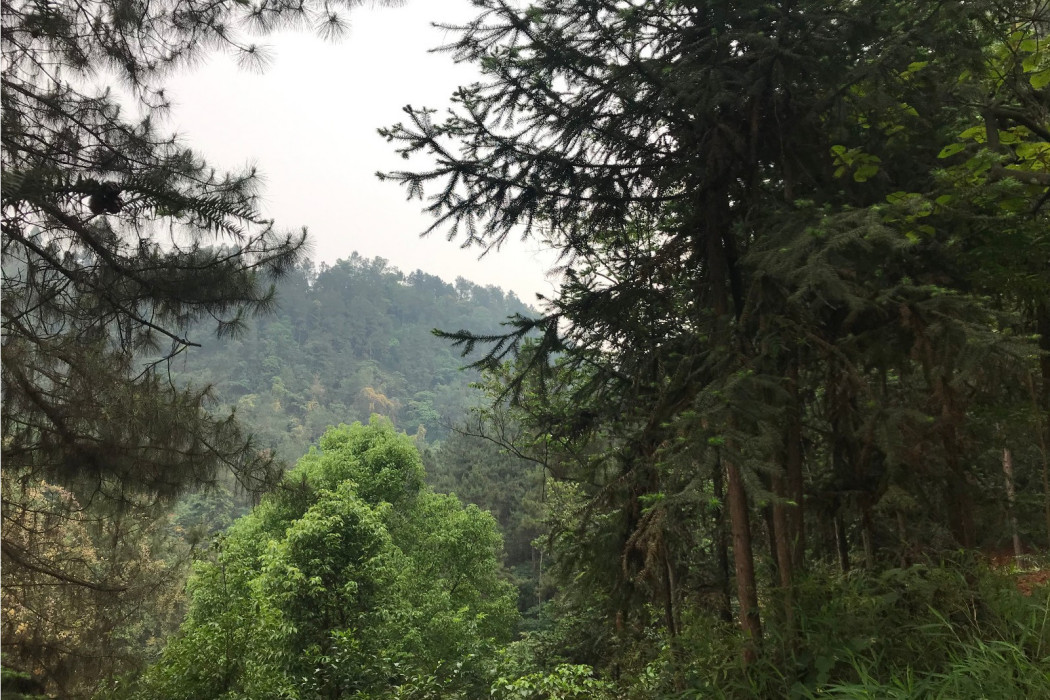 五條溝象鼻山觀景台