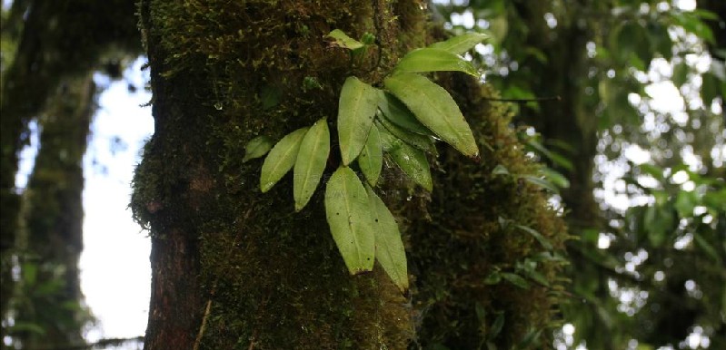 舌蕨屬