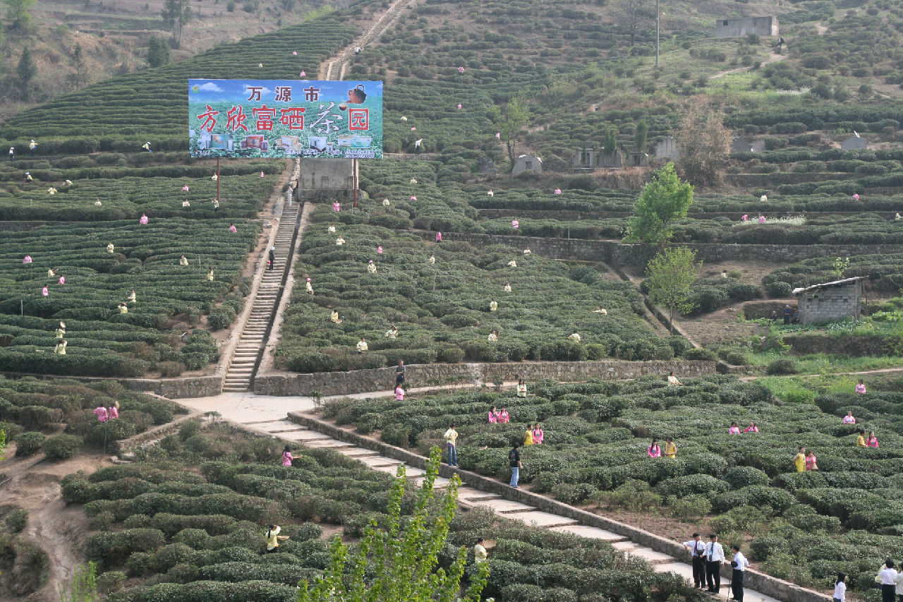 青花鎮油房溝村方欣茶園