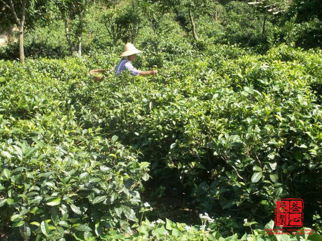 優質普洱茶產業