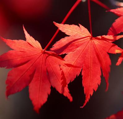 香紅研究會