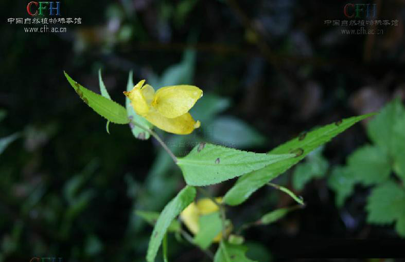 異型葉鳳仙花