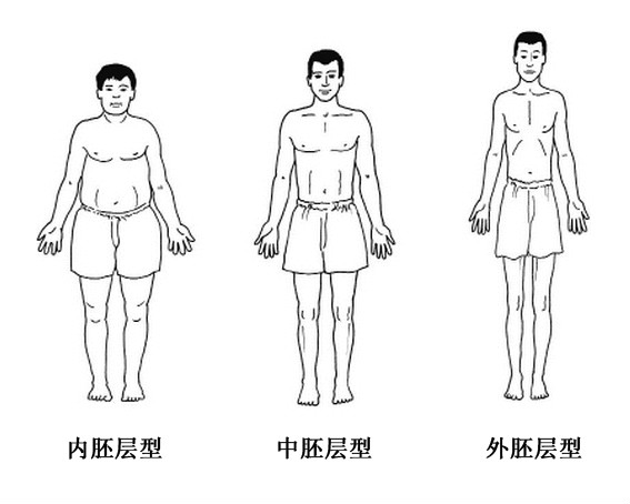 內胚層體型