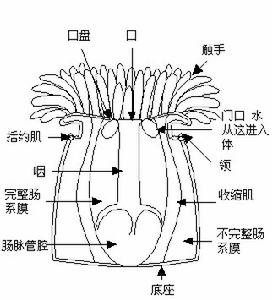 綠疣海葵