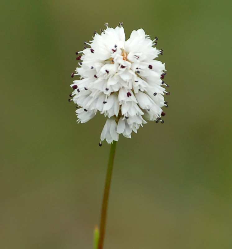 短纓垂頭菊