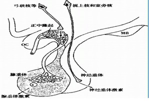 發病原因