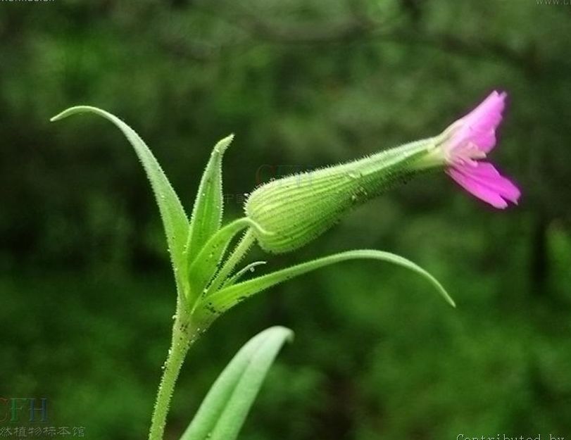 大花麥瓶草