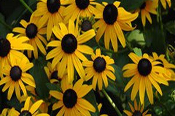 Rudbeckia fulgida var. sullivantii