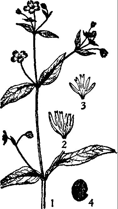 繸瓣組(繁縷屬·繸瓣組)