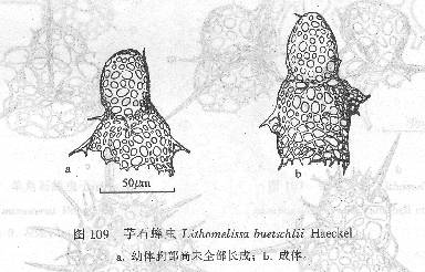 芋石蜂蟲