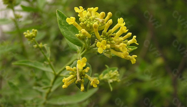 黃芫花(瑞香科植物河蒴蕘花的花蕾)