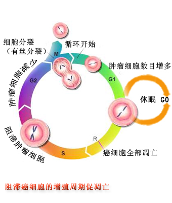 糾正癌基因和抑癌基因的表達