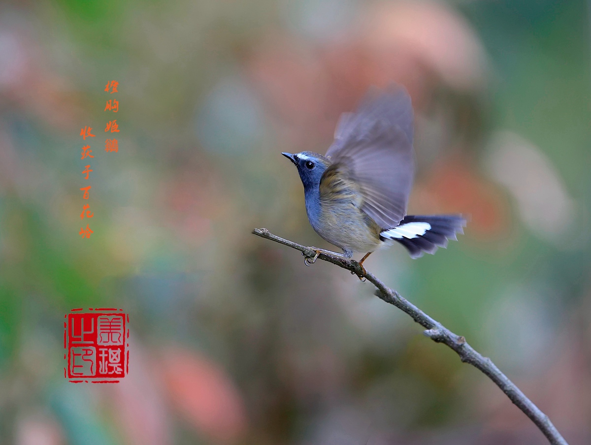 橙胸姬鶲