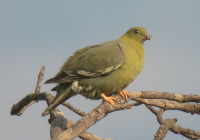 馬島綠鳩