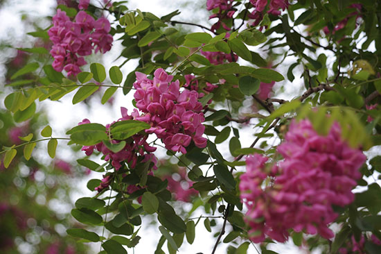 沁盛香花槐