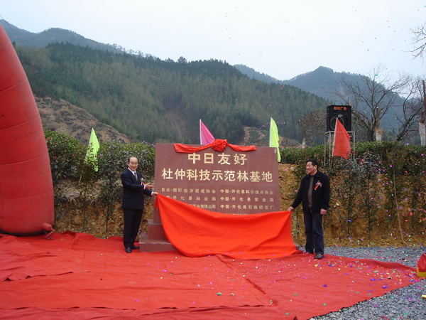 開化杜仲茶生產基地