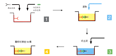 加入終止液前後的顏色變化