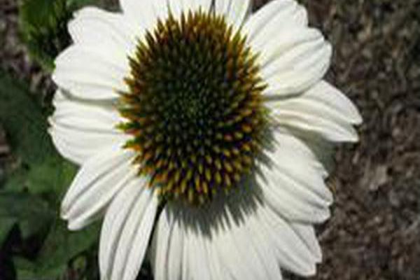 Echinacea purpurea \x27PowWow White\x27