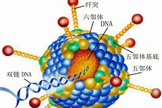 昆蟲病毒生物型的晶格