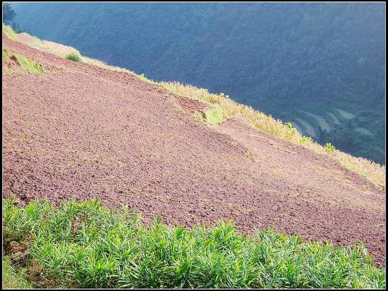 曷廠村特色產業-耕地