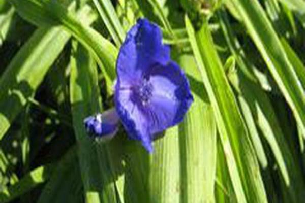 Tradescantia (Andersoniana Group) \x27Mariella\x27